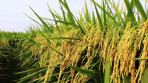 बर्सेनि बढ्दै चैते धानको आकर्षण